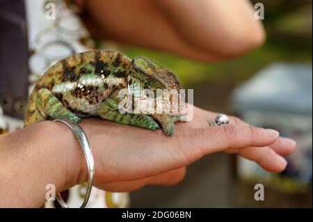 Multi-couleur lézard caméléon, tranquillement assis sur la main de la femme et de l'observation d'quartier. Banque D'Images