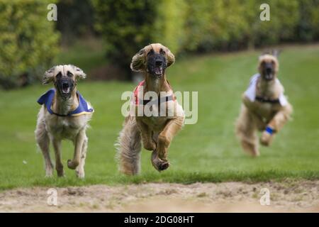 Trois chiens afghans à la course de lévriers Banque D'Images