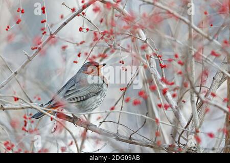 Zhangjiakou. 7 décembre 2020. Photo prise le 7 décembre 2020 montre un oiseau au parc Renmin à Zhangjiakou, dans la province de Hebei, au nord de la Chine. Crédit : Wu Diansen/Xinhua/Alay Live News Banque D'Images