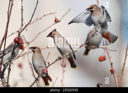 Zhangjiakou. 7 décembre 2020. Photo prise le 7 décembre 2020 montre des oiseaux à ailes de cire au parc Renmin à Zhangjiakou, dans la province de Hebei, au nord de la Chine. Crédit : Wu Diansen/Xinhua/Alay Live News Banque D'Images