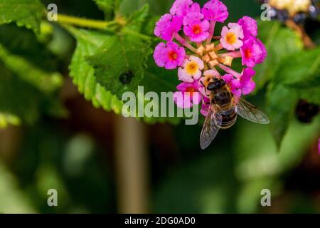 Eristalis tenax, Drone Fly nourrissant une fleur de Lantana Banque D'Images