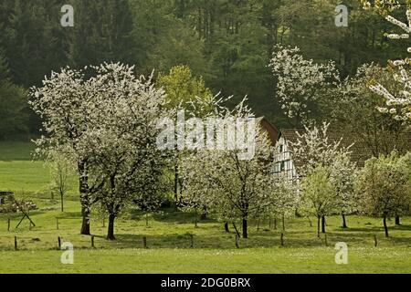 Des cerisiers au printemps, Hagen, Basse-Saxe, Allemagne, Europe Banque D'Images