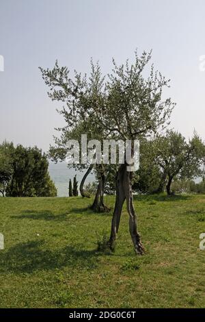 Olivier (Olea europaea) sur le lac de Garde, Lazise, Vénétie, Italie - olivier (Olea europaea) au lac de Garde, Lazise, Vénétie, Ital Banque D'Images