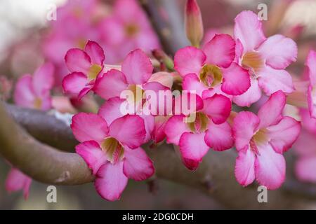 Fleurs d'Adenium dans le jardin à l'été ensoleillé ou au printemps. Banque D'Images