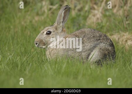 Wildkaninchen, Oryctolagus cuniculus, cotonmouth Banque D'Images