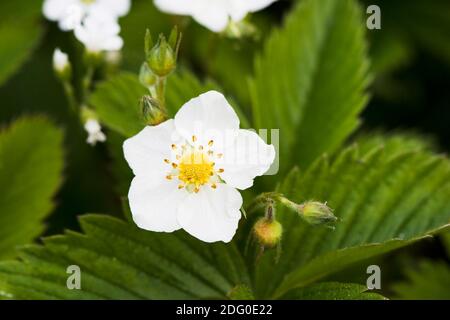 Fleur blanche de fraise sur fond vert Banque D'Images