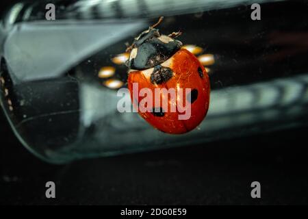 Photo macro de coccinelle assise sur verre Banque D'Images