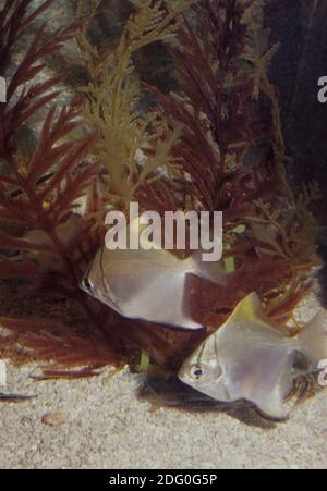 Monodactylus argenteus est une espèce de poisson de la famille des Monodactylidae. Ses noms communs incluent le moïfish d'argent, ou le moony d'argent Banque D'Images