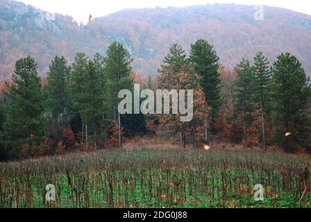 Forêt sur la montagne de Holomon, Halkidiki, Macédoine, Greeece Banque D'Images