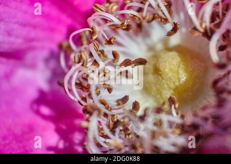 Image abstraite d'étamines agrandies, fleur de Cosmos bipinnatus Banque D'Images