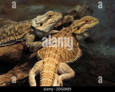 Deux dragons barbus, Pogona vitticeps, réunis dans un terrarium Banque D'Images