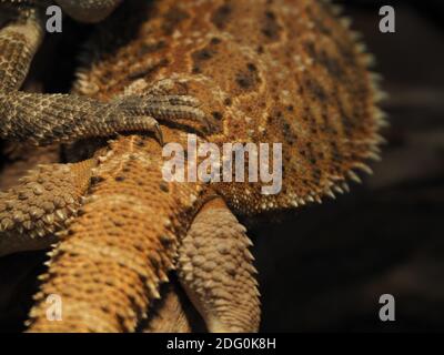 Deux dragons barbus, Pogona vitticeps, réunis dans un terrarium Banque D'Images