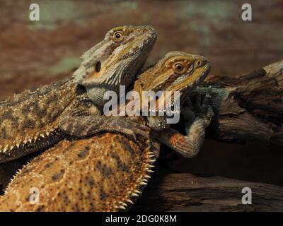 Deux dragons barbus, Pogona vitticeps, réunis dans un terrarium Banque D'Images