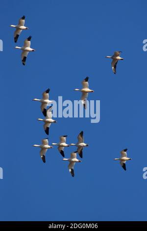 Oies des neiges (Chen caerulescens) en vol, réserve naturelle nationale de Sacramento, Californie Banque D'Images