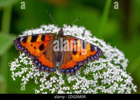 Kleiner Fuchs (Aglais urticae) Banque D'Images