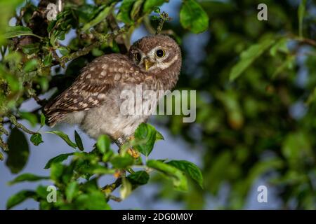 Steinkauz (Athene noctua) Banque D'Images