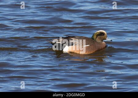 Aigeon américain (Aras americana), Colusa National Wildlife refuge, Californie Banque D'Images