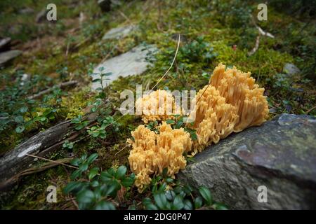 Champignons jaunes cultivés dans une forêt de Dolomites (Italie) Banque D'Images