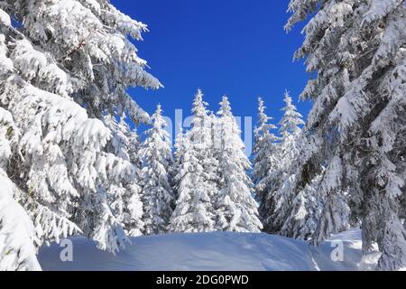 Magnifique paysage le matin froid de l'hiver. Pins dans les dérives. Pelouse et forêts. Arrière-plan enneigé. Paysage de la nature. Emplacement placer le C Banque D'Images