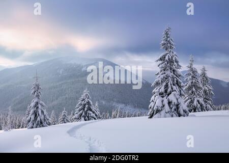 Nature paysage d'hiver. Haute montagne. Sur la pelouse couverte de neige, il y a un chemin trodden menant à la forêt. Arrière-plan enneigé. Emplacement emplacement emplacement TH Banque D'Images