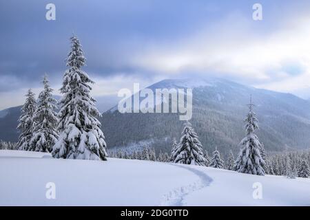 Nature paysage d'hiver. Haute montagne. Sur la pelouse couverte de neige, il y a un chemin trodden menant à la forêt. Arrière-plan enneigé. Emplacement emplacement emplacement TH Banque D'Images