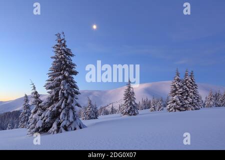 Haute montagne. Paysage amazingl le froid de l'hiver. Pins dans les dérives. Pelouse et forêts. Arrière-plan enneigé. Paysage de la nature. Emplacement p Banque D'Images