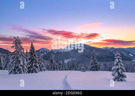 Un lever de soleil génial. Hautes montagnes aux sommets enneigés. Forêt d'hiver. Une vue panoramique de la couverte de gelées dans les dérives. Terre naturelle Banque D'Images