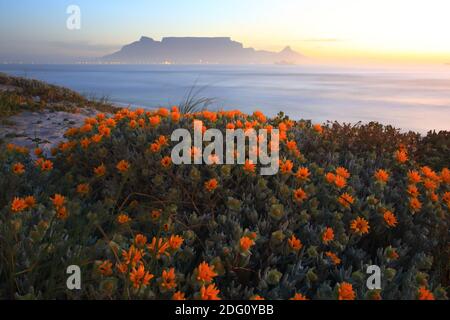 Table Mountain Cape town Banque D'Images