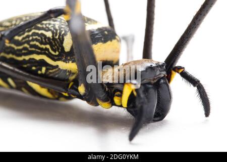 Araignées en bois géantes ou araignée en toile d'or, Nephila maculata - isolée sur fond blanc Banque D'Images