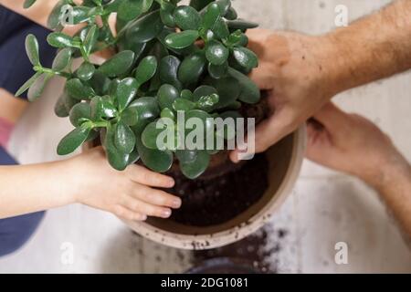 papa et petite fille transplantés ensemble une plante de maison dans un autre pot. mode de vie de famille Banque D'Images