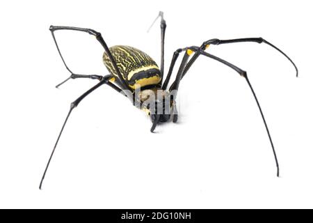 Araignées en bois géantes ou araignée en toile d'or, Nephila maculata - isolée sur fond blanc Banque D'Images
