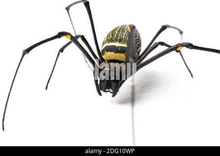 Araignées en bois géantes ou araignée en toile d'or, Nephila maculata - isolée sur fond blanc Banque D'Images