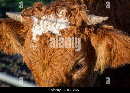 Une photo de gros plan d'une vache brune. Photo de Vomb, comté de Scania, Suède Banque D'Images