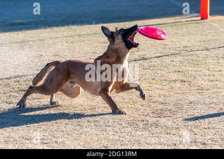 Belge Malinois très concentré sur la capture d'un disque rose comme ça descend Banque D'Images