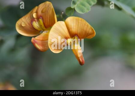 Colutea arborescens - vessie Senna Banque D'Images