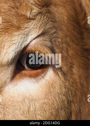 Gros plan montrant l'œil et le côté du visage d'une vache. Banque D'Images