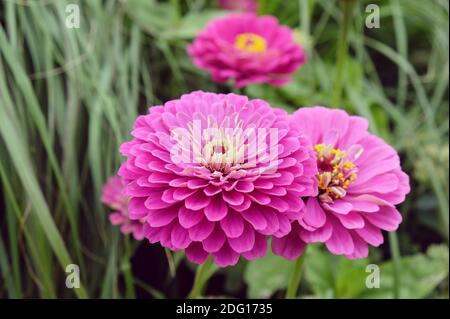 Zinnia rouge (Zinnia elegans) 'prince pourpre' en fleur pendant les mois d'été Banque D'Images