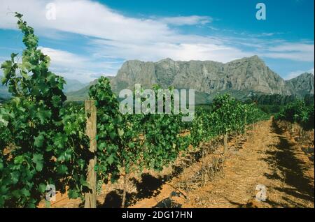 Delaire Graff le vignoble dans le ciel, Stellenbosch Afrique du Sud Banque D'Images