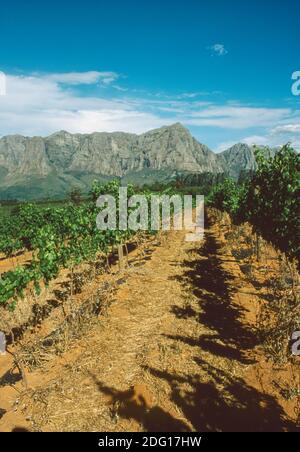 Delaire Graff le vignoble dans le ciel, Stellenbosch Afrique du Sud Banque D'Images