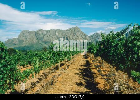 Delaire Graff le vignoble dans le ciel, Stellenbosch Afrique du Sud Banque D'Images