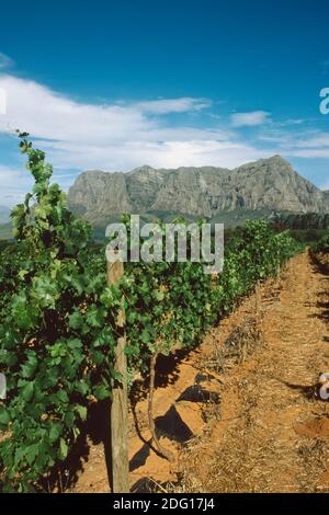 Delaire Graff le vignoble dans le ciel, Stellenbosch Afrique du Sud Banque D'Images