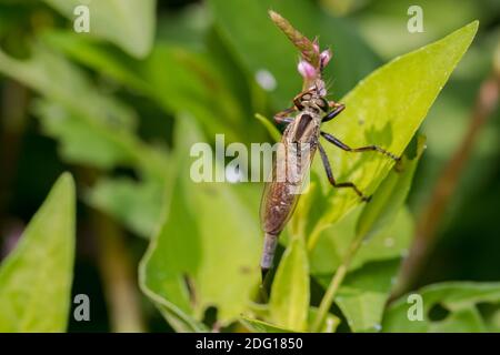 Gros plan sur Robber Fly tuant et mangeant une guêpe. Concept de la conservation des insectes et de la faune, de la préservation de l'habitat et du jardin floral de l'arrière-cour Banque D'Images