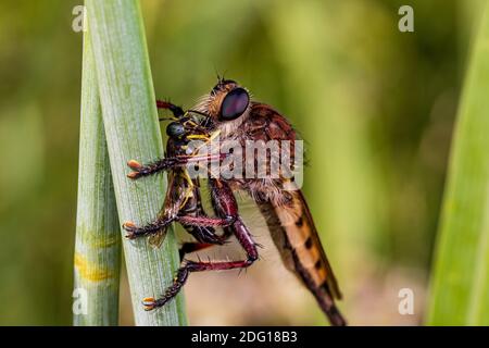 Gros plan sur Robber Fly tuant et mangeant une guêpe. Concept de la conservation des insectes et de la faune, de la préservation de l'habitat et du jardin floral de l'arrière-cour Banque D'Images