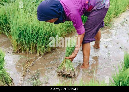 Agriculteur asiatique récoltant une plante de riz pour la transplantation de semis de riz dans le champ de paddy à la campagne indonésienne. Banque D'Images