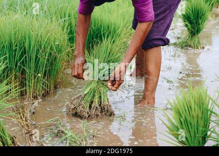 Agriculteur asiatique récoltant une plante de riz pour la transplantation de semis de riz dans le champ de paddy à la campagne indonésienne. Banque D'Images