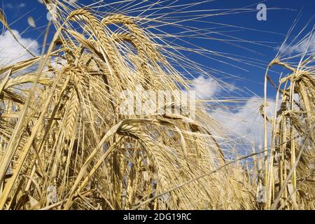 Champ d’orge Banque D'Images