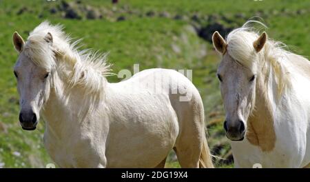 Poney islandais d'origine Banque D'Images