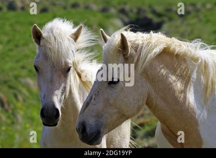 Poney islandais d'origine Banque D'Images