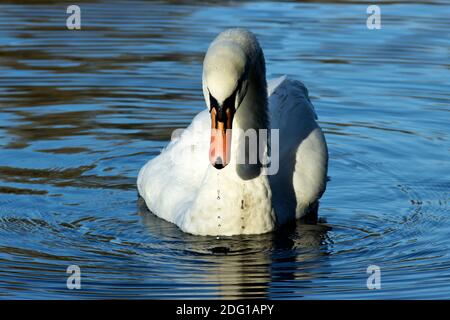 Un mâle Mute Swan, ou rafle, est l'un des plus grands oiseaux aquatiques du Royaume-Uni. Ils se coupent pour la vie et peuvent être très agressifs défendant leur territoire Banque D'Images