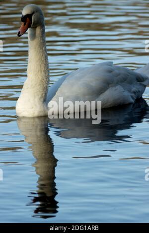 Le Mute Swan est l'un des plus grands oiseaux aquatiques britanniques et réside principalement dans les eaux britanniques toute l'année. Ce sont des oiseaux élégants Banque D'Images